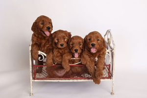 F1 Mini Goldendoodles